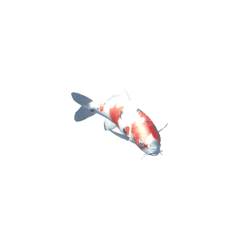 Koi Fish - Asagi